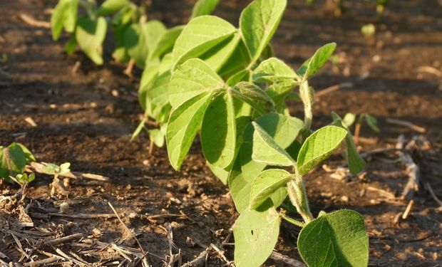 Brasil produciría 88,5 millones de toneladas de soja