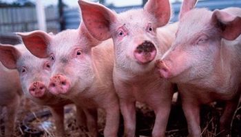Creció 23 por ciento el consumo de carne porcina