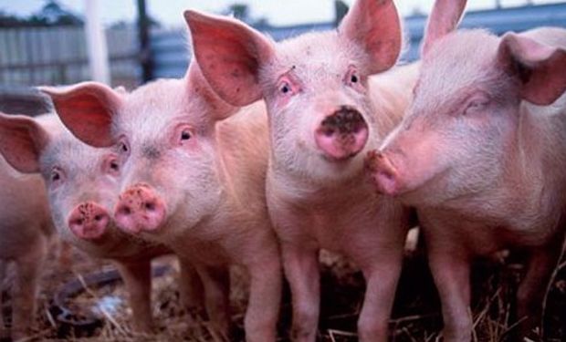 Creció 23 por ciento el consumo de carne porcina