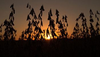 De cada $100 que genera una hectárea de soja, $66 se los lleva el Estado