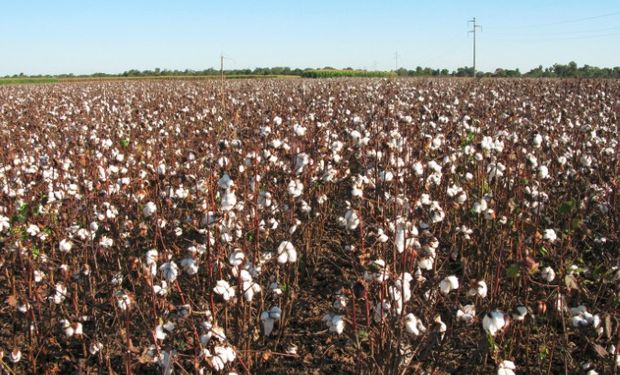 Esta medida va a permitir mejorar el control en materia de propiedad intelectual en las especies autógamas de algodón sin tener que esperar una nueva norma general sobre semillas.