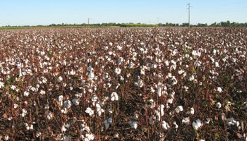 Avance para la fiscalización y protección de los usuarios de la semilla del algodón