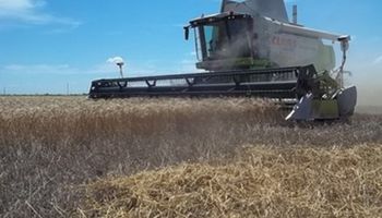 Se cosechó el 75% del trigo en el centro norte de Santa Fe 