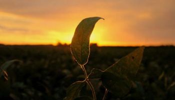 La soja regresó al terreno negativo en Chicago
