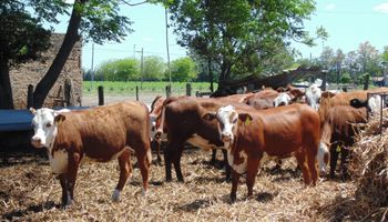 Poca oferta de animales por las lluvias