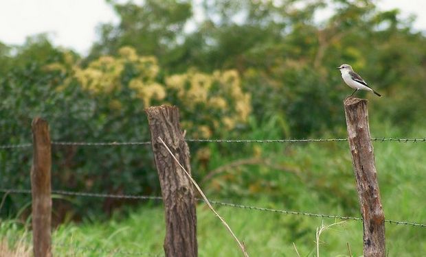 Productores agropecuarios: regímenes de información