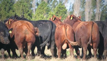 La mayor ofertas de toros Angus puros de pedigree del país