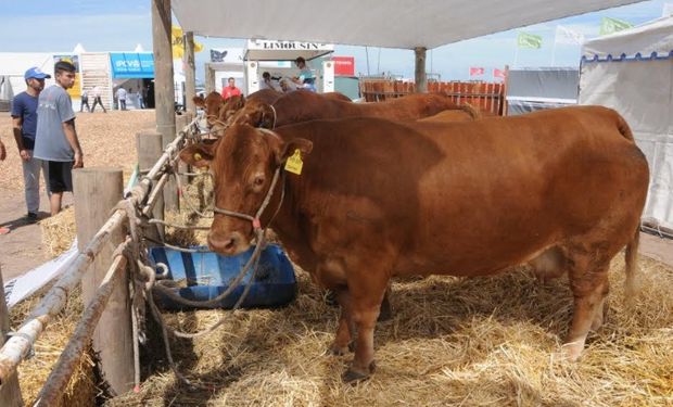 La jura de la raza será el viernes 1º de septiembre, a las 9:30 en la pista central del predio de la Sociedad Rural de Jesús María (SRJM).