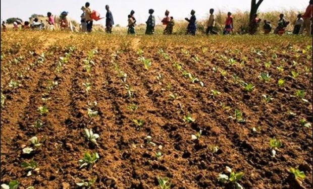Mercados alimentarios más equilibrados y menos volatilidad de precios