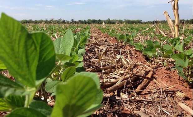 Brasil: la siembra de soja alcanza el 59% de la superficie prevista
