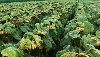 Más de 150 productores apostaron al girasol en un workshop en Tandil  