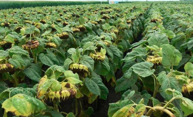 Orugas cortadoras y Downy Mildew son dos de las principales adversidades en plagas y enfermedades.