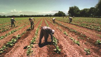 La responsabilidad solidaria en la contratación de trabajadores rurales