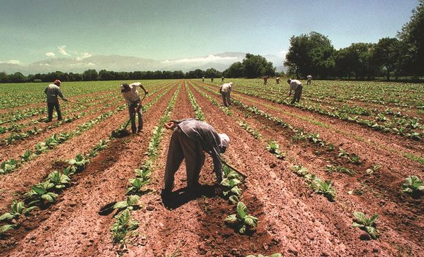 La responsabilidad solidaria en la contratación de trabajadores rurales