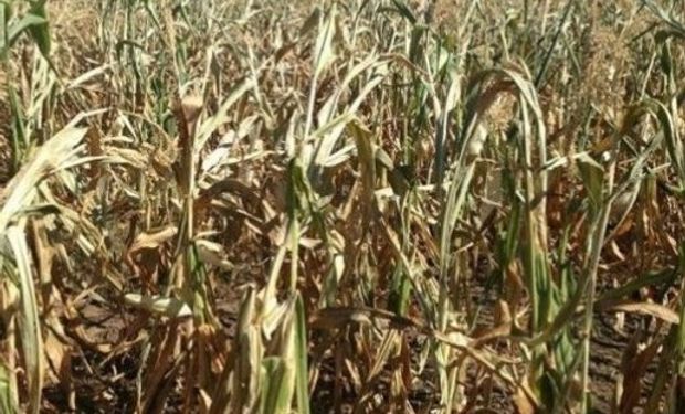 Sequía afecta a 27 mil productores en el noroeste