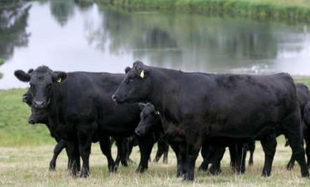 Subasta de invernada, cría y toros, en Coronel Brandsen