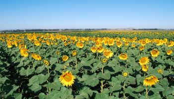 Girasol: fuerte recorte en las producciones de Rusia y Ucrania