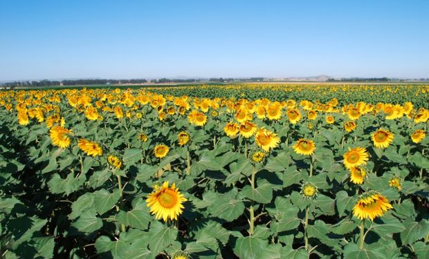 La Argentina producirá 4 millones de toneladas de grano de girasol y exportará 625.000 de su aceite (6,7% del mercado mundial).