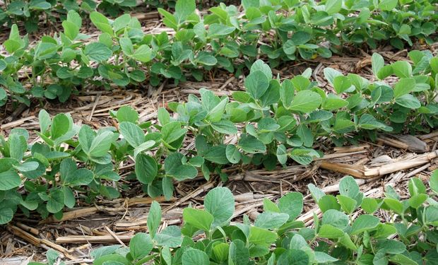 Fertilización en soja, la importancia de un buen arranque
