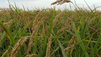 Fuerte caída en las exportaciones de arroz por menores ventas a Brasil