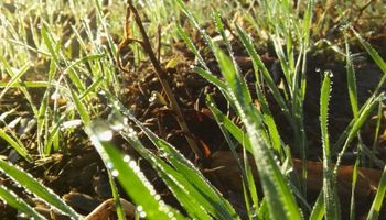 Cuál es el impacto del día más frío del año sobre el trigo