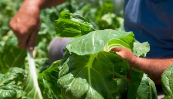 Arranca “ExpoGorina”, la primera muestra nacional de hortalizas