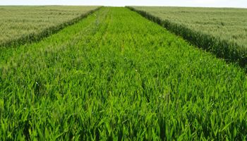 Un mayor uso de tecnología acompaña las óptimas condiciones del trigo
