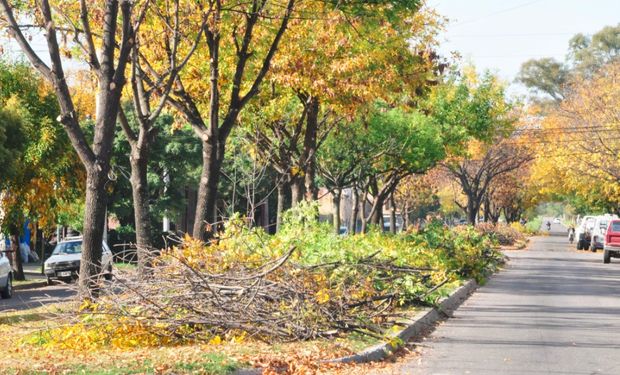 La arboricultura urbana es la ciencia dedicada y especializada al manejo del arbolado urbano.