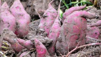 Investigan cómo producir más y mejores batatas en el país