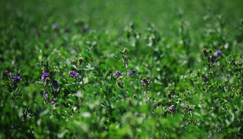 Editar el genoma de la alfalfa para aumentar su rendimiento