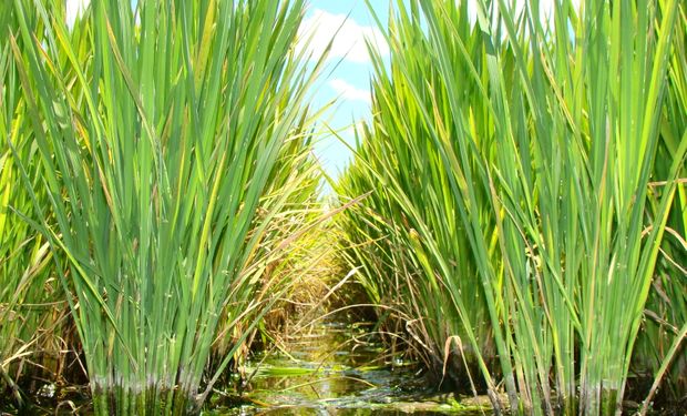 Arroz en Entre Ríos.