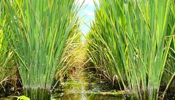 Entre Ríos desarrolla un sistema de alarma para el quemado del arroz