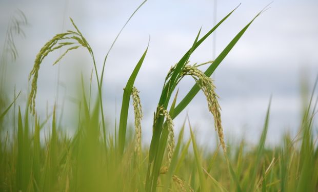 Se exportó arroz de desarrollo santafesino a Jordania: se trata de una variedad de gran aceptación para sushi