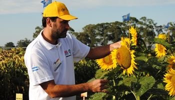 La cadena del girasol busca recuperar su antiguo lugar de privilegio