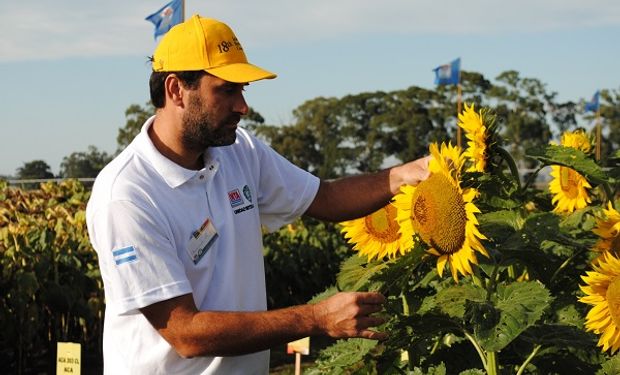 Las claves para que el girasol pegue el salto productivo.