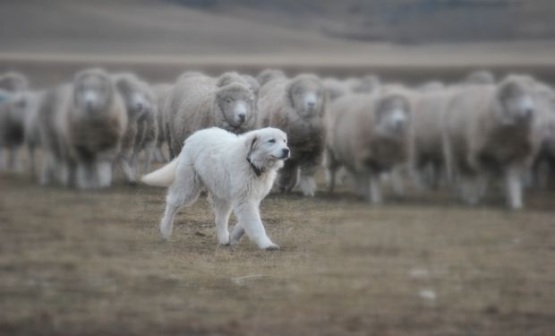 No es la genética la que determina la predisposición de los animales a la labor de campo sino las costumbres que fue adquiriendo.