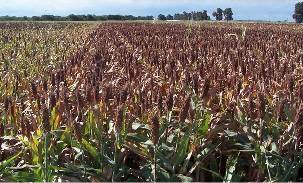 En la región del NEA la cosecha de sorgo granífero no logra tomar fluidez, se prioriza la recolección de lotes de maíz.
