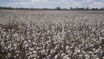 Algodón: para satisfacer la demanda habilitan el uso de semilla identificada