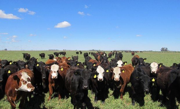 El valor de la invernada se estabiliza y mejora la relación de compra-venta para el feedlots