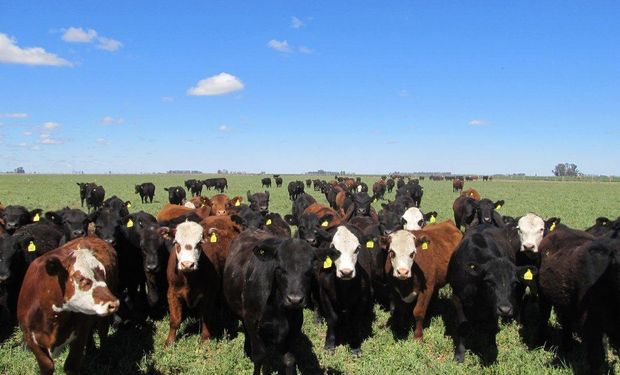 Dos provincias se suman al rechazo por el cierre de exportaciones de carne