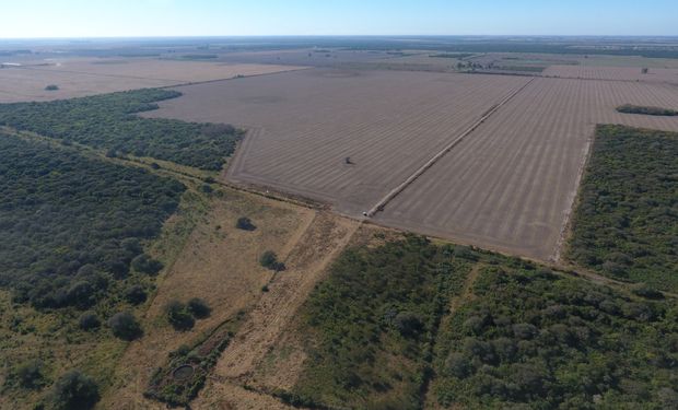 La fuerte suba del dólar generó una caída en la actividad del mercado inmobiliario rural