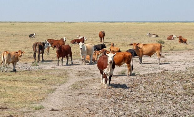 ¿Si llueve sube la carne? Advierten que el precio se puede disparar hasta un 100%