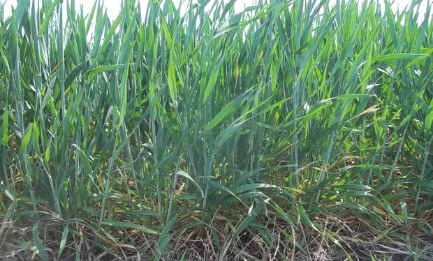 Noticias agrícolas del día