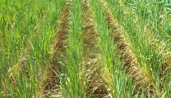 EL 30% del trigo está comprometido por la sequía