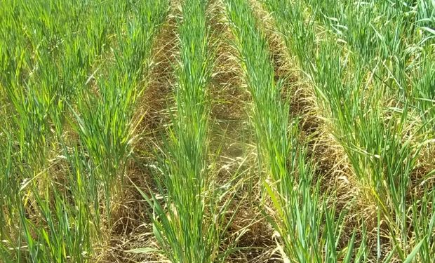 EL 30% del trigo está comprometido por la sequía