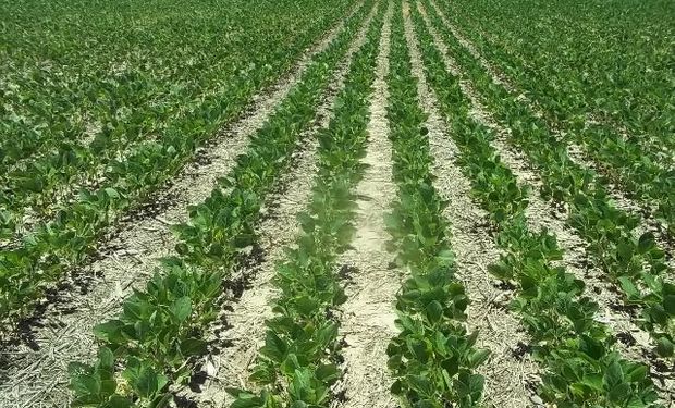 Calor extremo lleva soja y maíz a estado crítico en Argentina