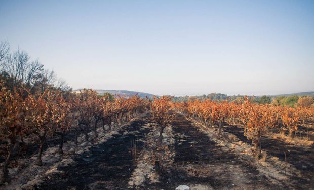 As colheitas de verão sofreram com produtividade entre 12% e 16% abaixo da média em 2022. (foto - Observatório Europeu)