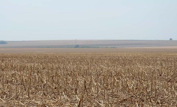 A onda de calor persistente afetou as plantações, com o calor excessivo consumindo a umidade do solo. (Foto - CNA)