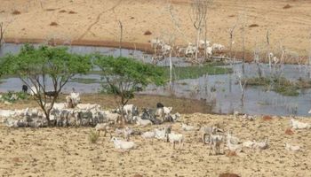 Seca leva Goiás decretar situação de emergência em 25 cidades
