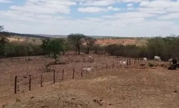 Até o momento, 169 municípios decretaram situação de emergência. (Foto - Emater-MG)